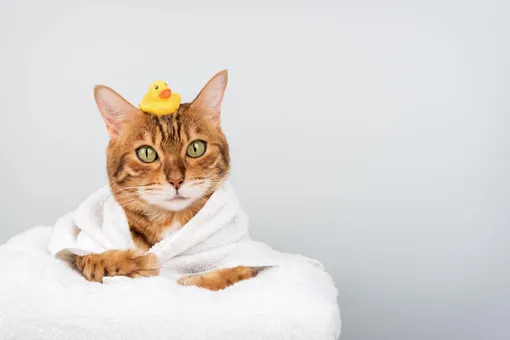 бенгальская кошка