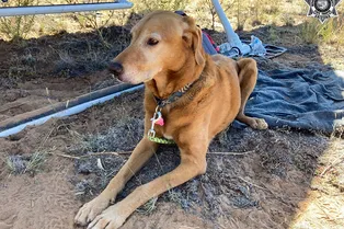 По имени Счастливчик: пёс пережил авиакатастрофу и вернулся к семье