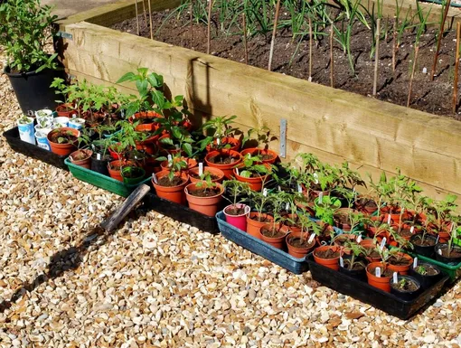 Лунный посевной календарь садовода и огородника на неделю: с 27 апреля по 3 мая 2026 года