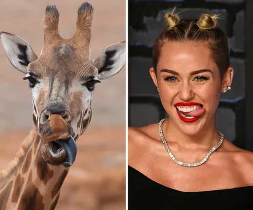 Звёзды, похожие на животных: сравните сами! Фото, описание