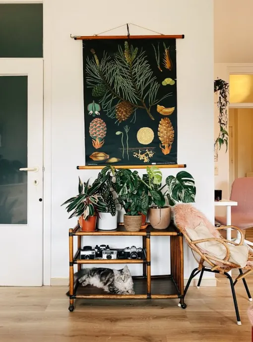 Каждому месяцу соответствует своё комнатное растение Каждому месяцу соответствует своё комнатное растение