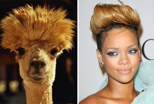 Звёзды, похожие на животных: сравните сами! Фото, описание