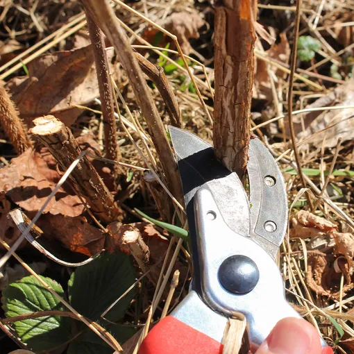 Обрезка обычной и ремонтантной малины