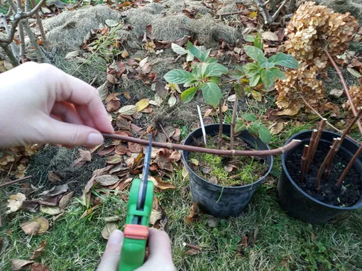 Как срезать черенки гортензии Как срезать черенки гортензии