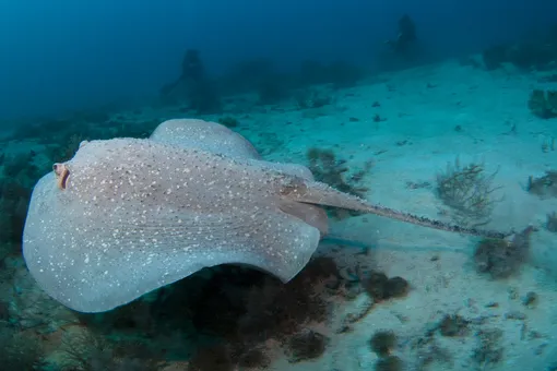 Пенсионерка в Подмосковье чуть не погибла от ската-хвостокола
