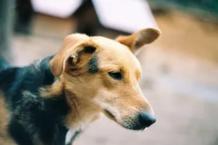 «Сплошь кожа да кости». Пара потратила £11 700, чтобы спасти пса на Барбадосе «Сплошь кожа да кости». Пара потратила £11 700, чтобы спасти пса на Барбадосе