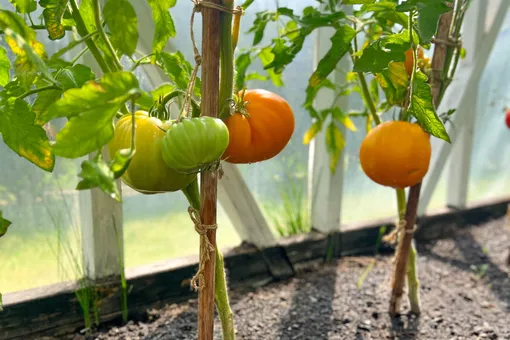 Зачем стерилизовать почву после огурцов и помидоров и как это сделать Зачем стерилизовать почву после огурцов и помидоров и как это сделать