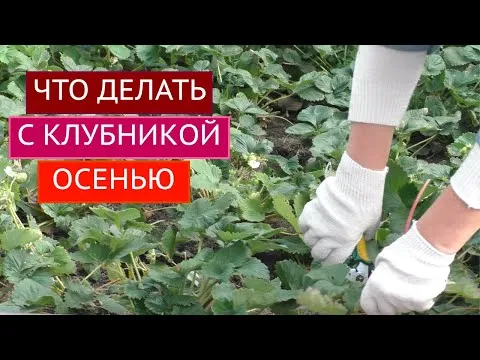 Нажми и смотри