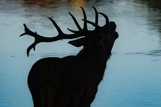 «Это по-человечески»: парень прыгнул в ледяную воду, чтобы спасти оленя «Это по-человечески»: парень прыгнул в ледяную воду, чтобы спасти оленя