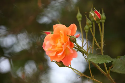 Когда проводить обрезку роз весной