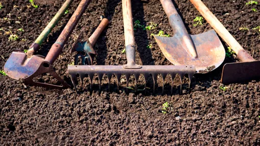 Проверяем влажность и рыхлим верхний слой