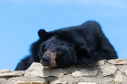 Аладдин овдовел: белогрудая медведица Будур не вышла из спячки Аладдин овдовел: белогрудая медведица Будур не вышла из спячки