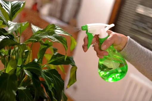 Перестаньте протирать растения спиртом Перестаньте протирать растения спиртом