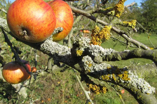 2 простых способа, которые я использую, чтобы очистить кору деревьев от мха и не навредить