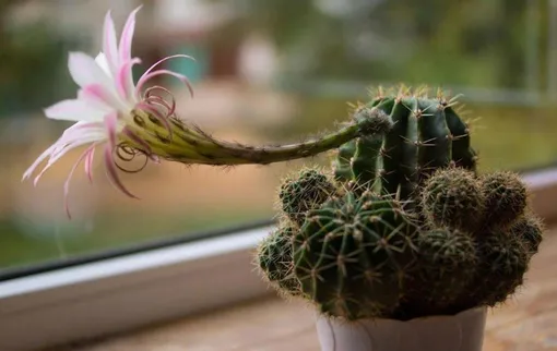 Как заставить кактус по-настоящему цвести Как заставить кактус по-настоящему цвести
