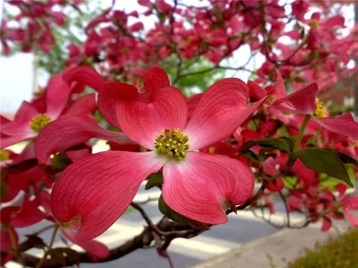 Кизил кроваво-красный