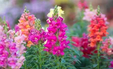 5 цветов, которые пора сажать на рассаду в феврале