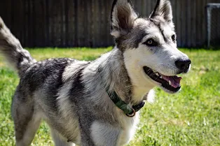 Шаловливый хаски прячется в бассейне каждый раз, как что-то натворит