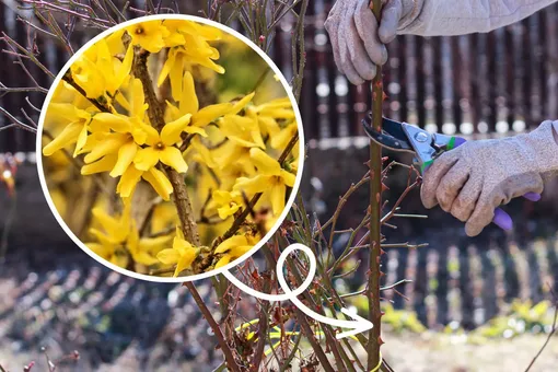 Обрезайте розы только после того, как эти жёлтые кусты зацветут: природа подсказывает нам лучшее время