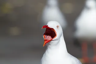 Влюблённые хотели снять романтическое видео на закате, но тут вмешалась чайка Влюблённые хотели снять романтическое видео на закате, но тут вмешалась чайка