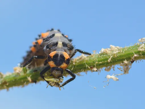 Как божьи коровки помогают в борьбе с тлёй