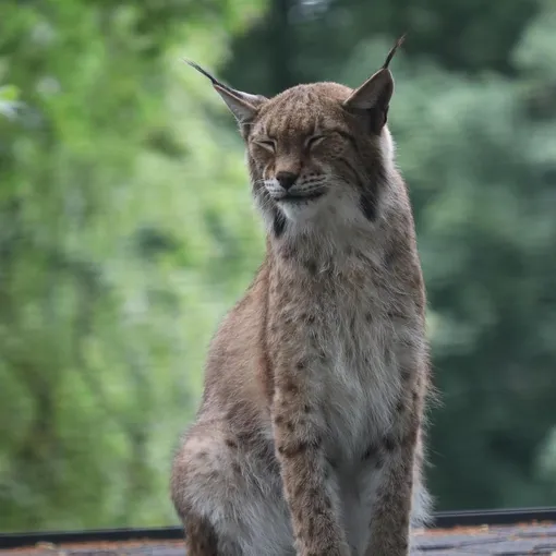 Питомцы Литовского зоопарка