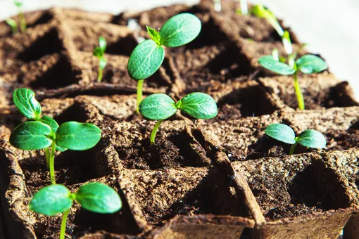 как вырастить огурцы дома