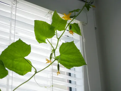 рассада огурцов