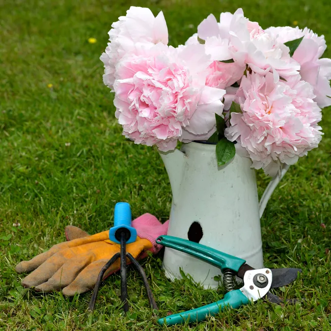 Покупают чаще других осенью: 12 самых популярных сортов пионов с фото