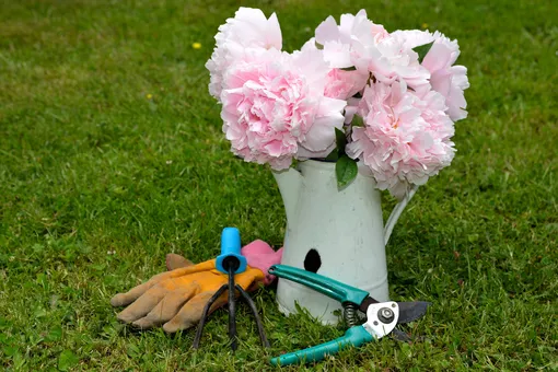 Покупают чаще других осенью: 12 самых популярных сортов пионов с фото Покупают чаще других осенью: 12 самых популярных сортов пионов с фото