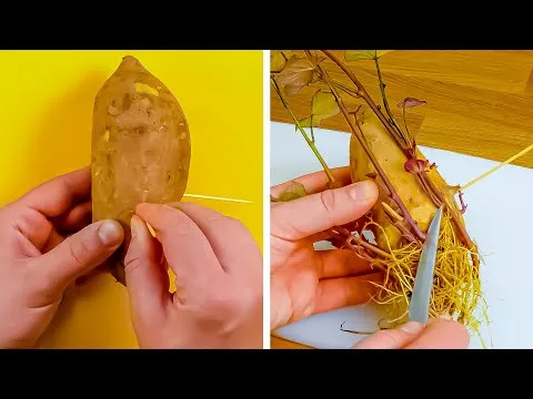 Нажми и смотри Нажми и смотри