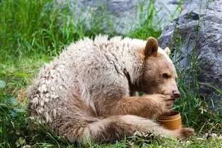 Банда медведей разоряла улья. Хозяин устал отбиваться от хищников и придумал это