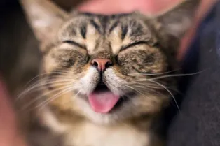 Эти забавные животные. Целых 25 поводов улыбнуться!