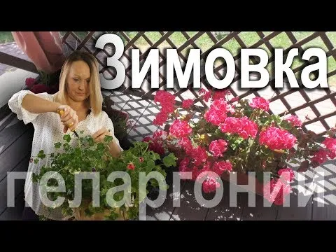 Нажми и смотри