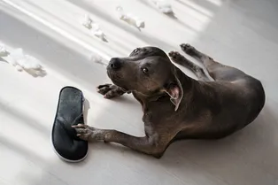 Как извиняются собаки? 6 признаков, что ваш питомец хочет примирения