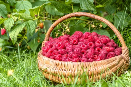 Хотите получить больше урожая малины? Вот 3 метода, которые работают. И это не удобрения Хотите получить больше урожая малины? Вот 3 метода, которые работают. И это не удобрения