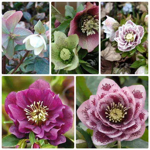 Самые красивые сорта морозников с фото Самые красивые сорта морозников с фото