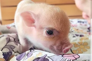 Свинское поведение: москвичка ушла от мужа из-за сломанных диванов