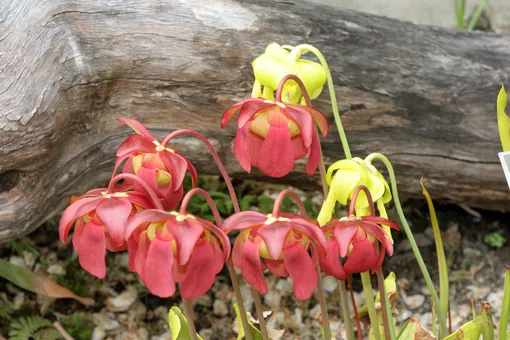 Саррацения любит много света Цветы саррацении