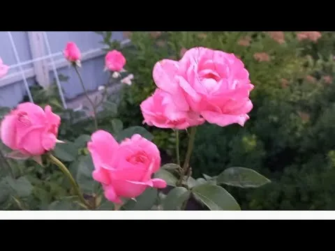 Нажми и смотри Нажми и смотри