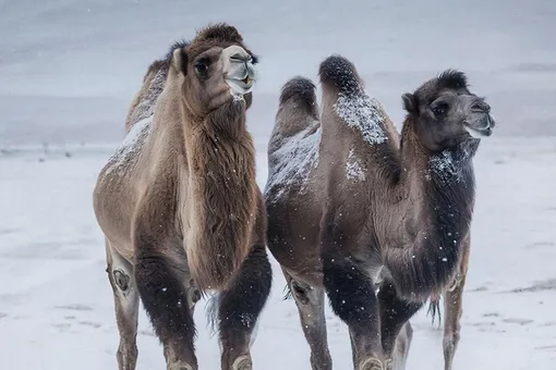 Верблюды в снежинках: в пустыне Саудовской Аравии выпал снег Верблюды в снежинках: в пустыне Саудовской Аравии выпал снег