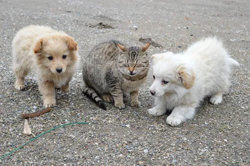 Как меняется поведение собак с возрастом и кот