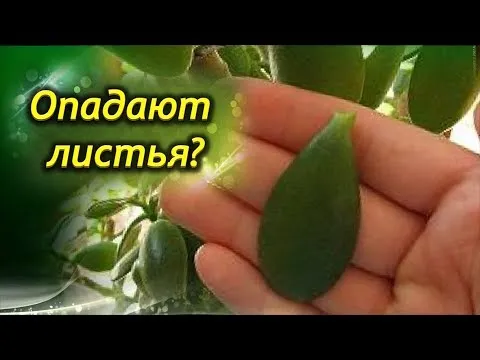 Нажми и смотри
