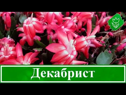 Нажми и смотри