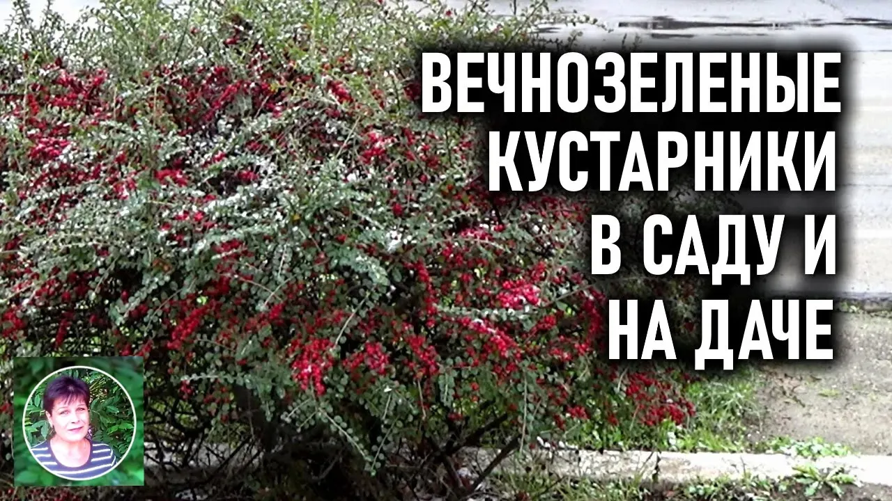 Нажми и смотри