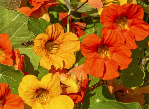 Настурции Настурции