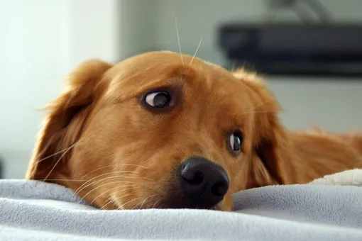 Течка у собак: когда и как часто бывает, сколько длится, нужна ли помощь владельца Течка у собак: когда и как часто бывает, сколько длится, нужна ли помощь владельца