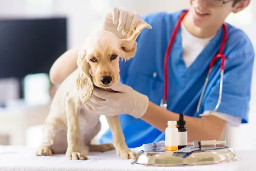 Вакцинация собаки: календарь прививок и важные нюансы