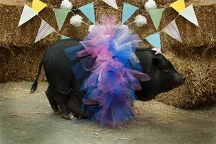 Брошенная свинья оказалась в хороших руках и стала гламурной моделью