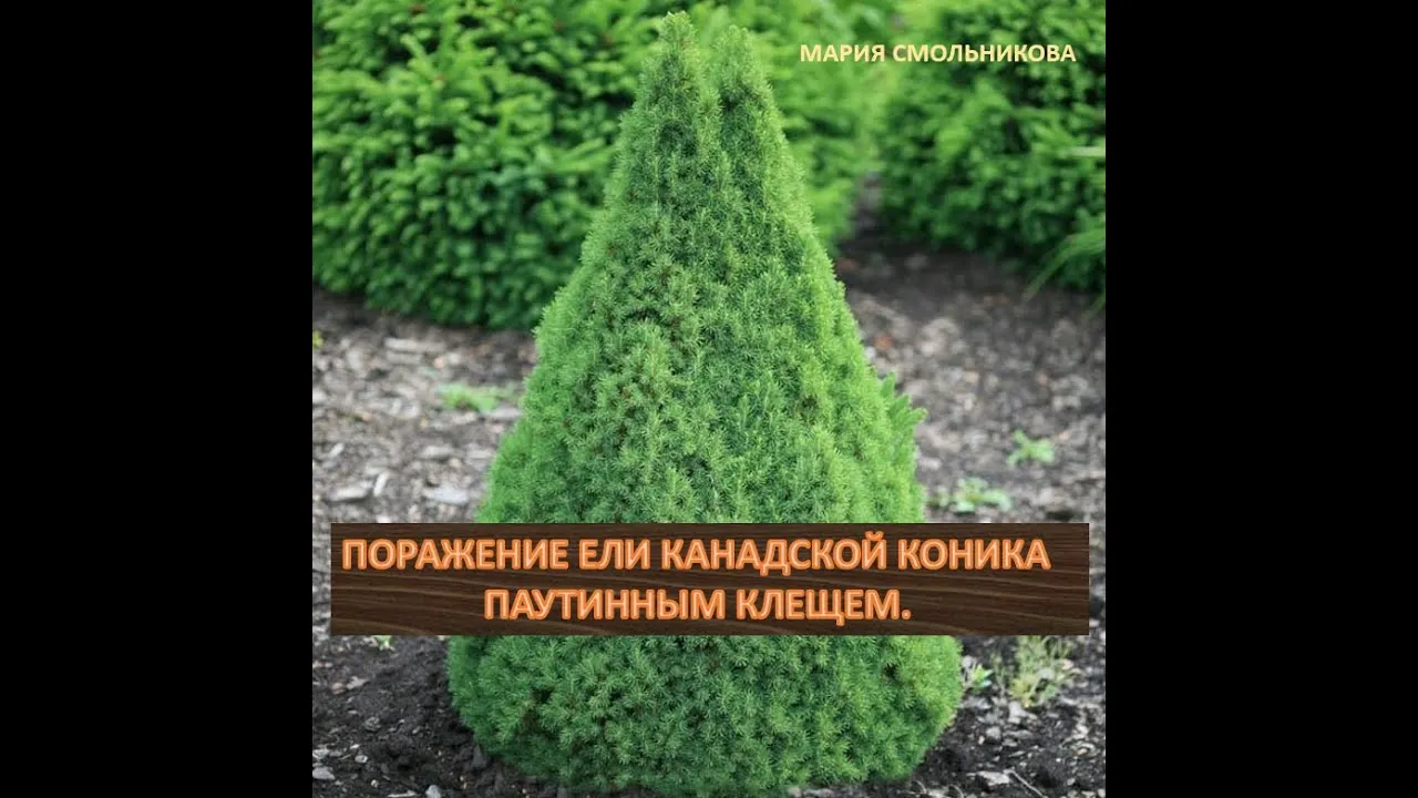 Нажми и смотри